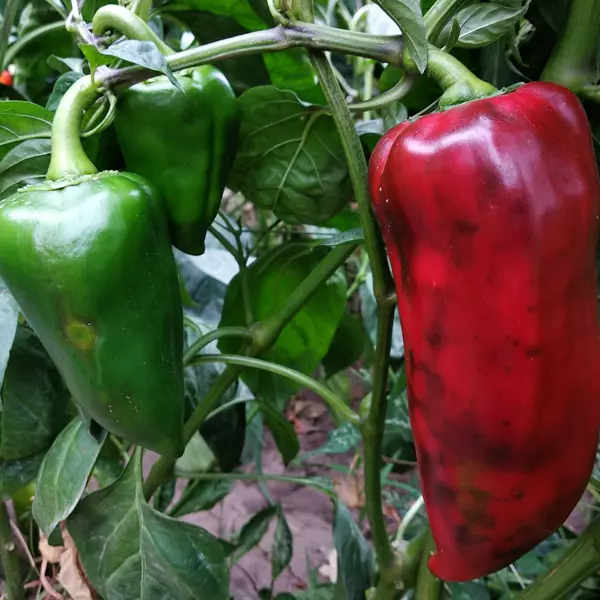 Pimientos verdes y uno rojo en la mata